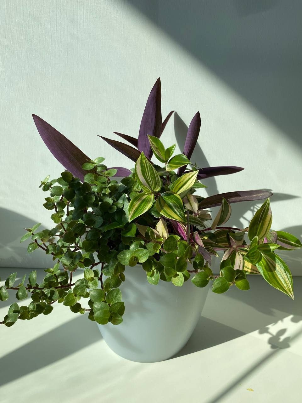 Mix tradescantia