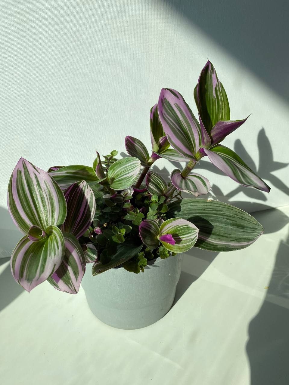 Tradescantia Nanouk ja Callisia Repens