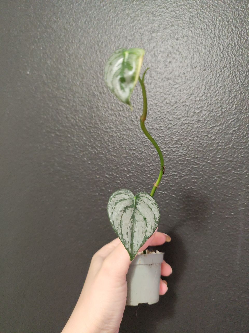 Philodendron brandtianum latvapistokas