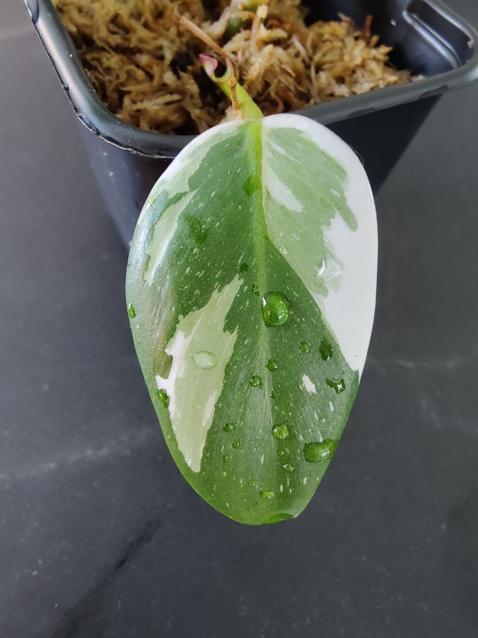 Philodendron White Princess