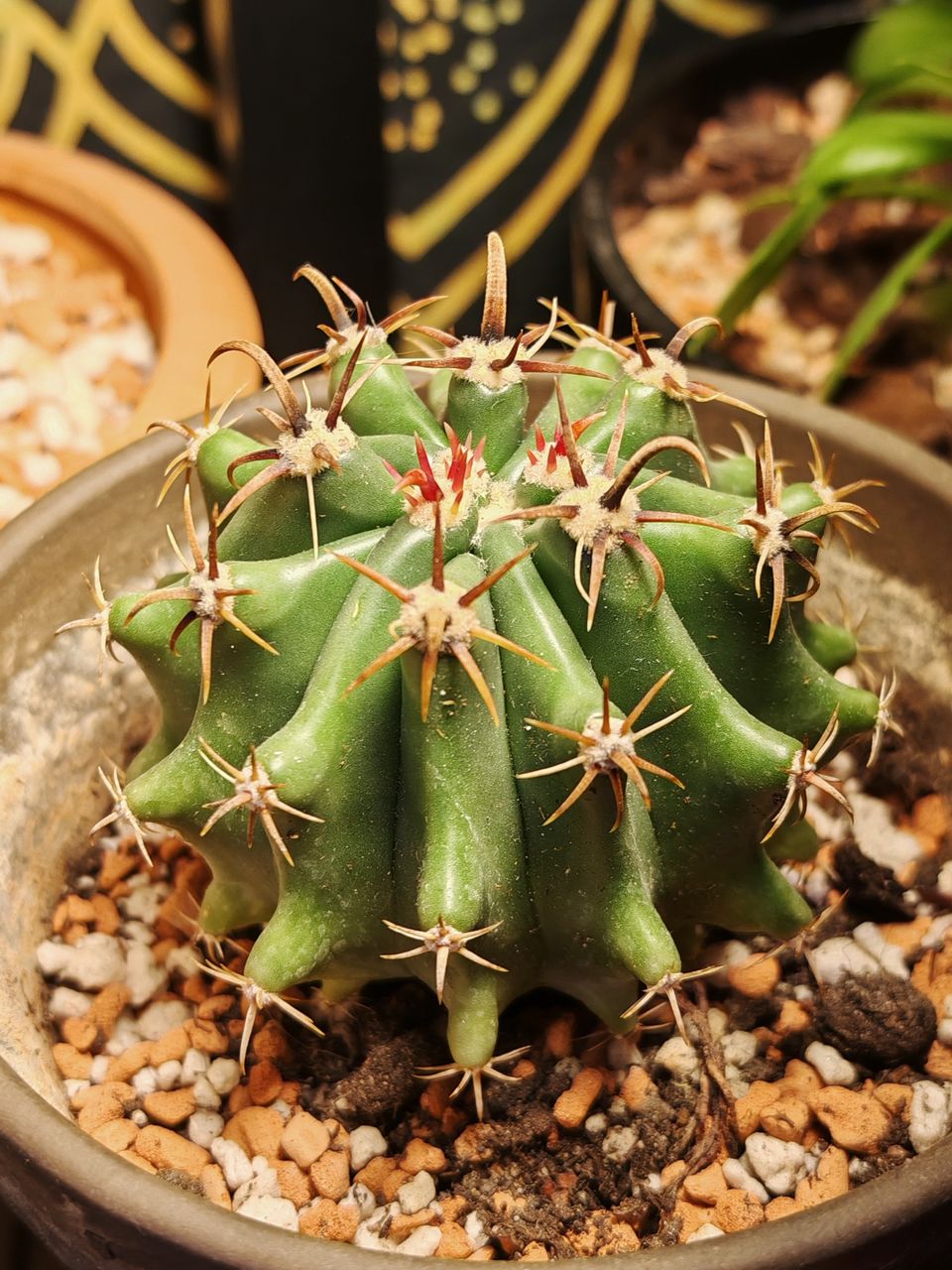 Ferocactus horridus brevispinus