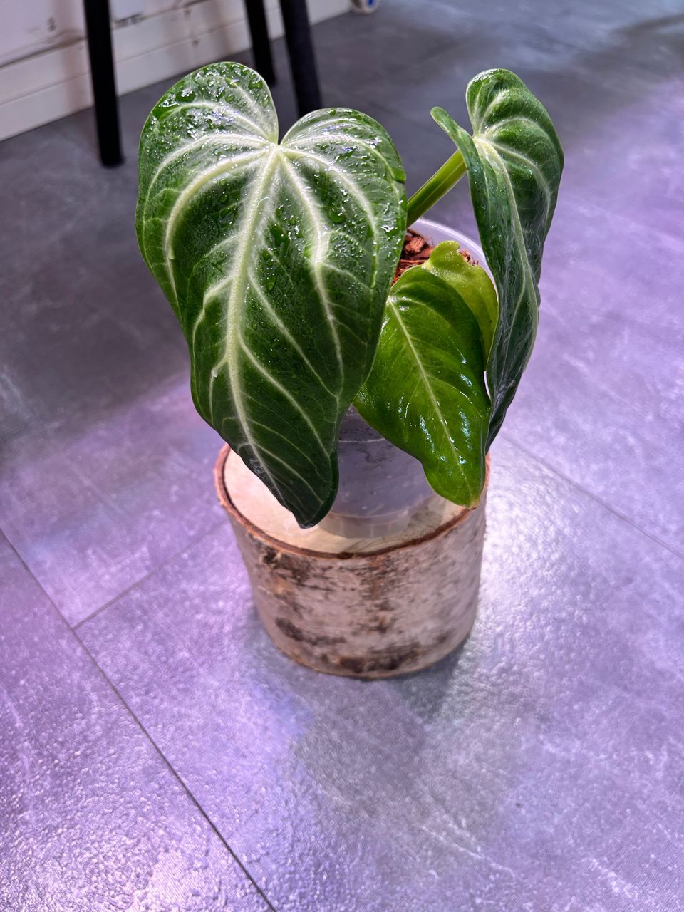 Anthurium Villenaorum x Besseae