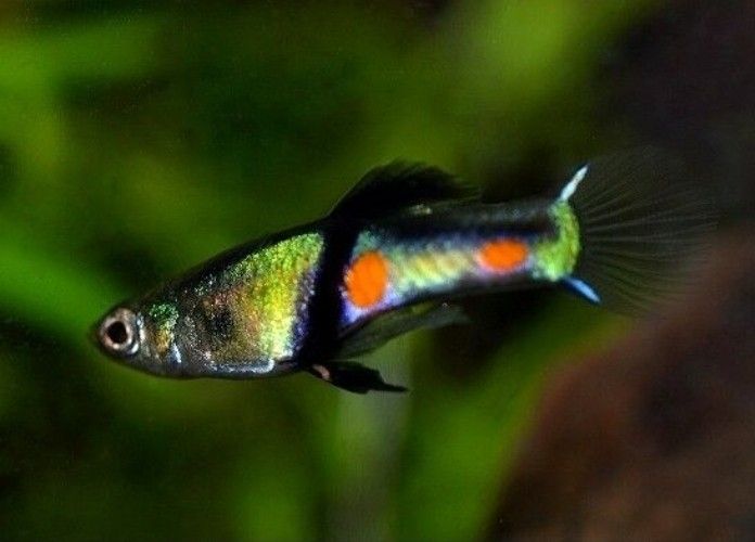 Guppy Endler Campoma El Tigre