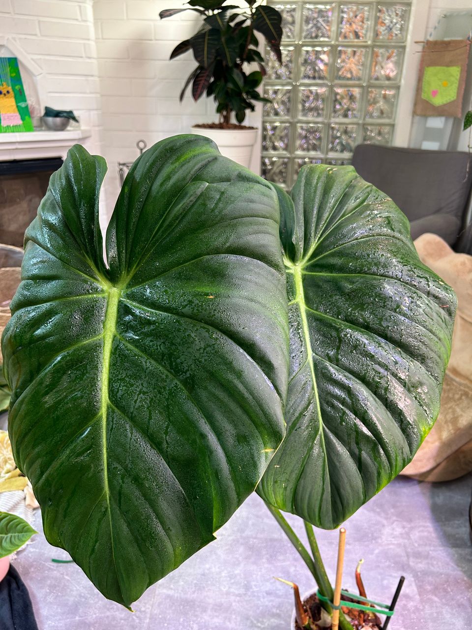 Philodendron Dean Mc Dowell