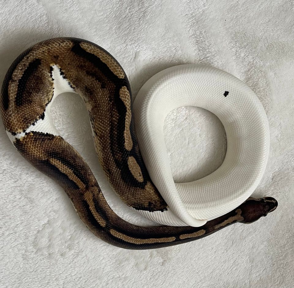 Kuningaspyton piebald