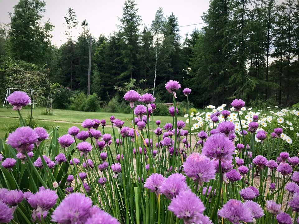 Ruohosipulin siemeniä