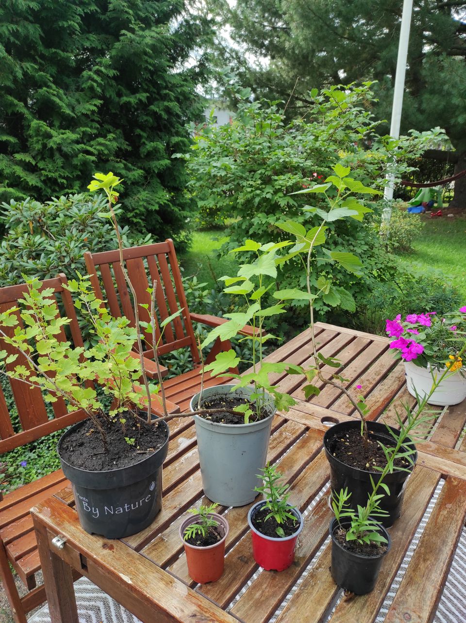 Mustaherukka, punainen karviainen, ruskolilja ja tuija