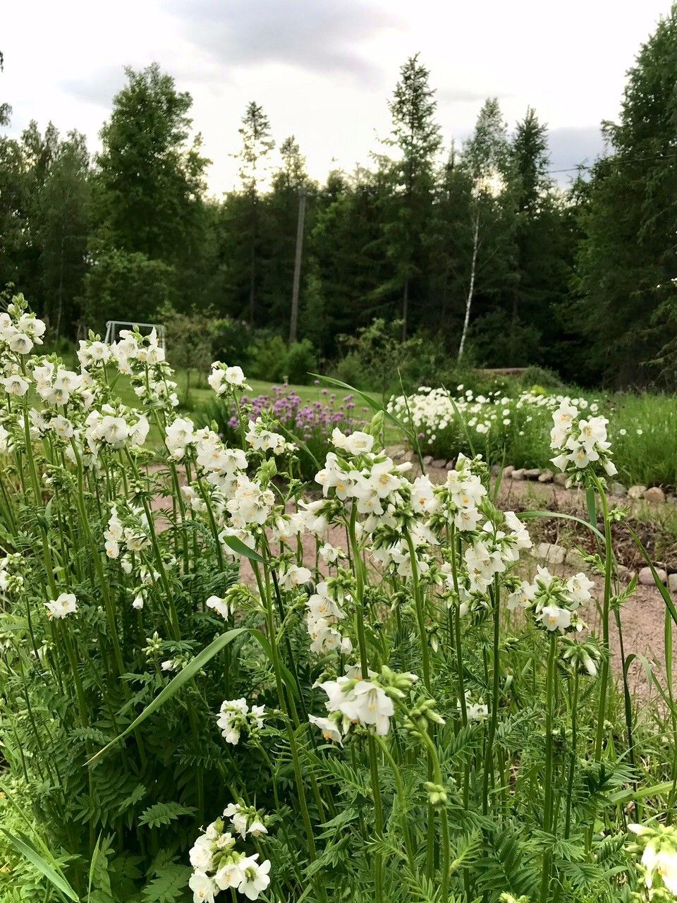 Lehtosinilatvan (valkoinen) siemeniä