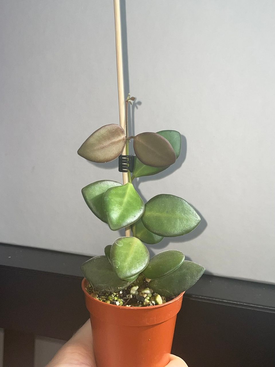 Hoya sp aff burtoniae