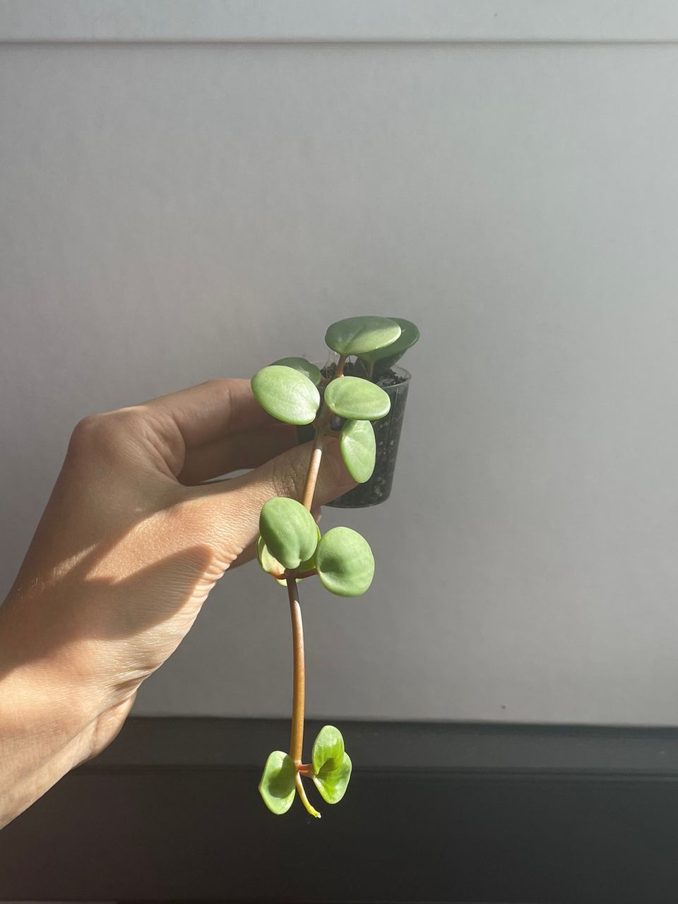 Peperomia Hope