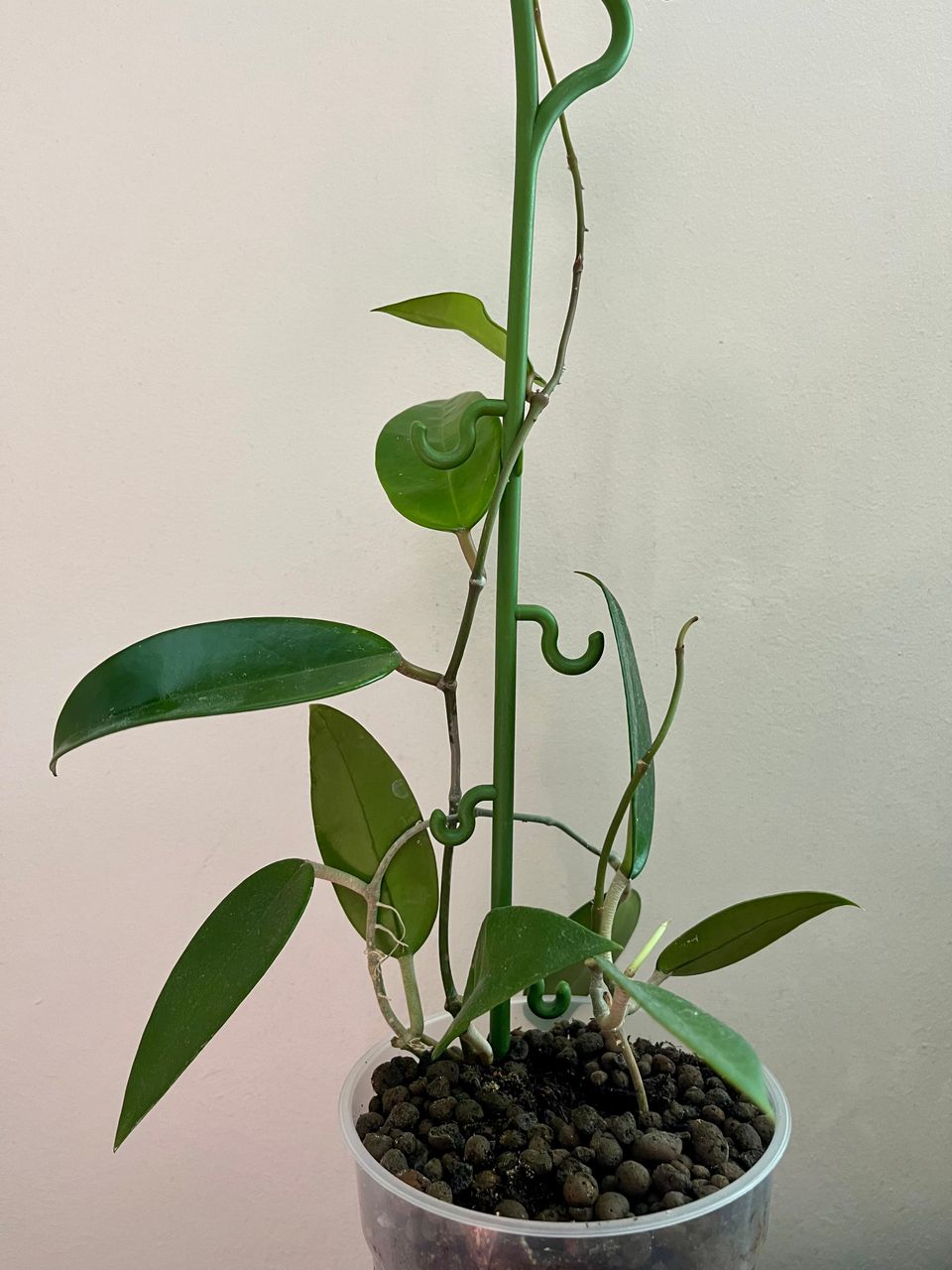 Hoya verticillata red leaves (kuvan kokonaisuus)