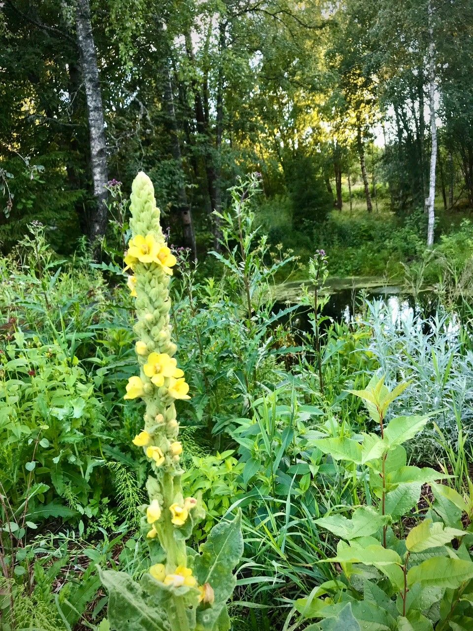 Ukontulikukka keltainen