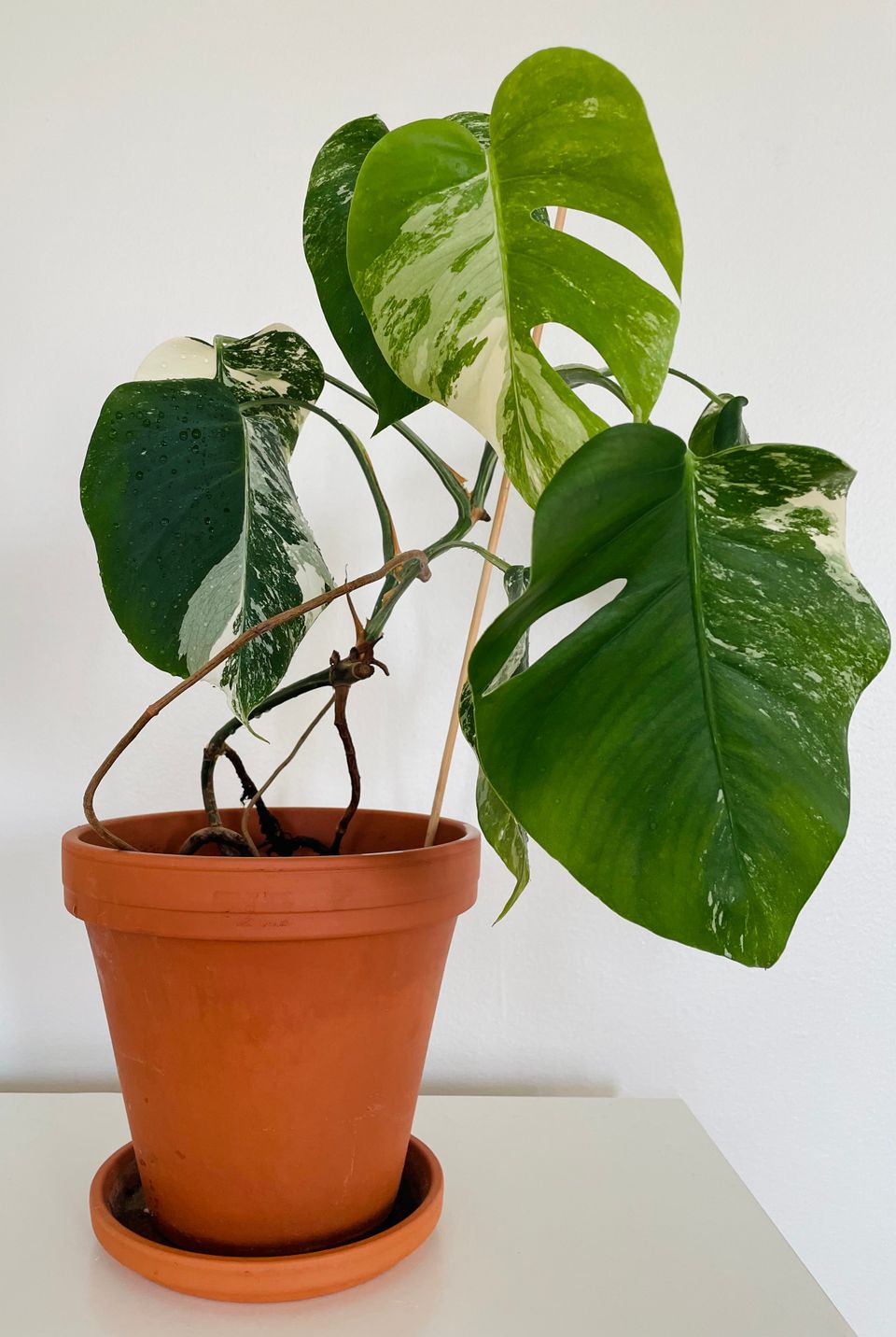 Monstera Variegata - kirjava peikonlehti n. 50 cm