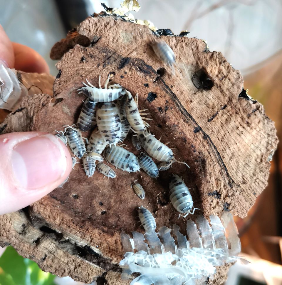 Porcellio laevis "Dalmatian"