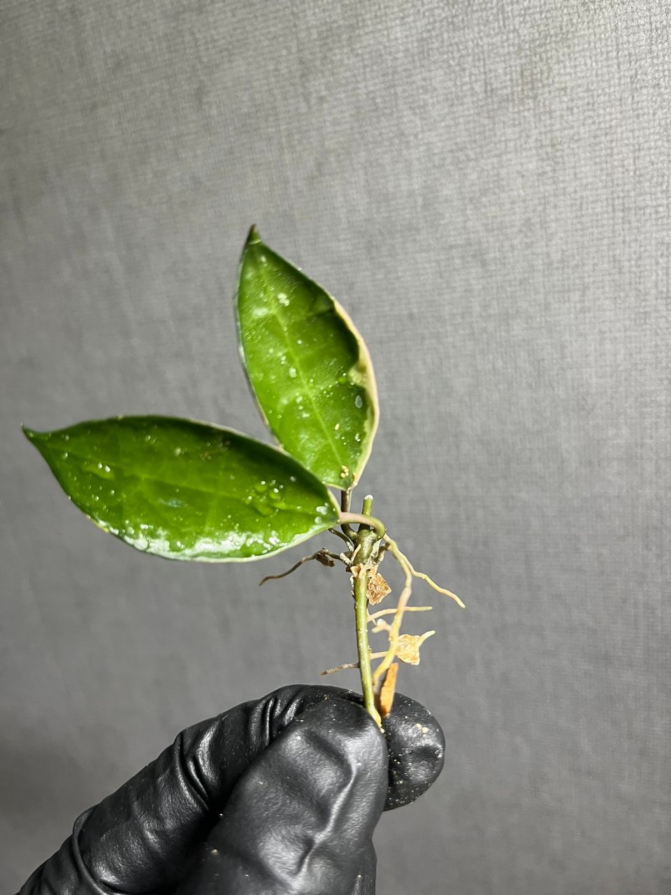 Hoya lacunosa ’Asami’