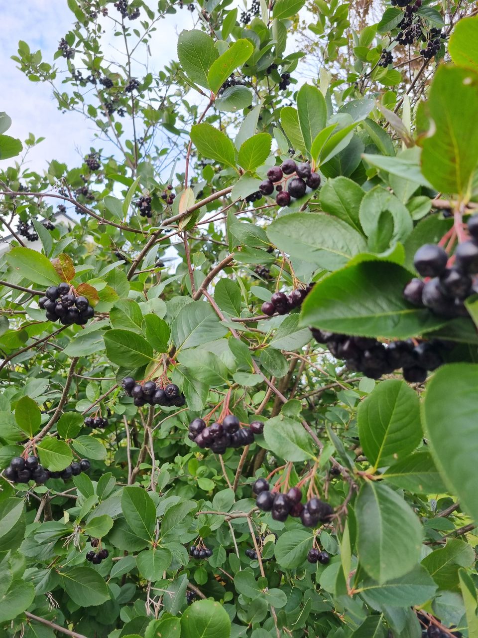 Marja-aronia marjoja