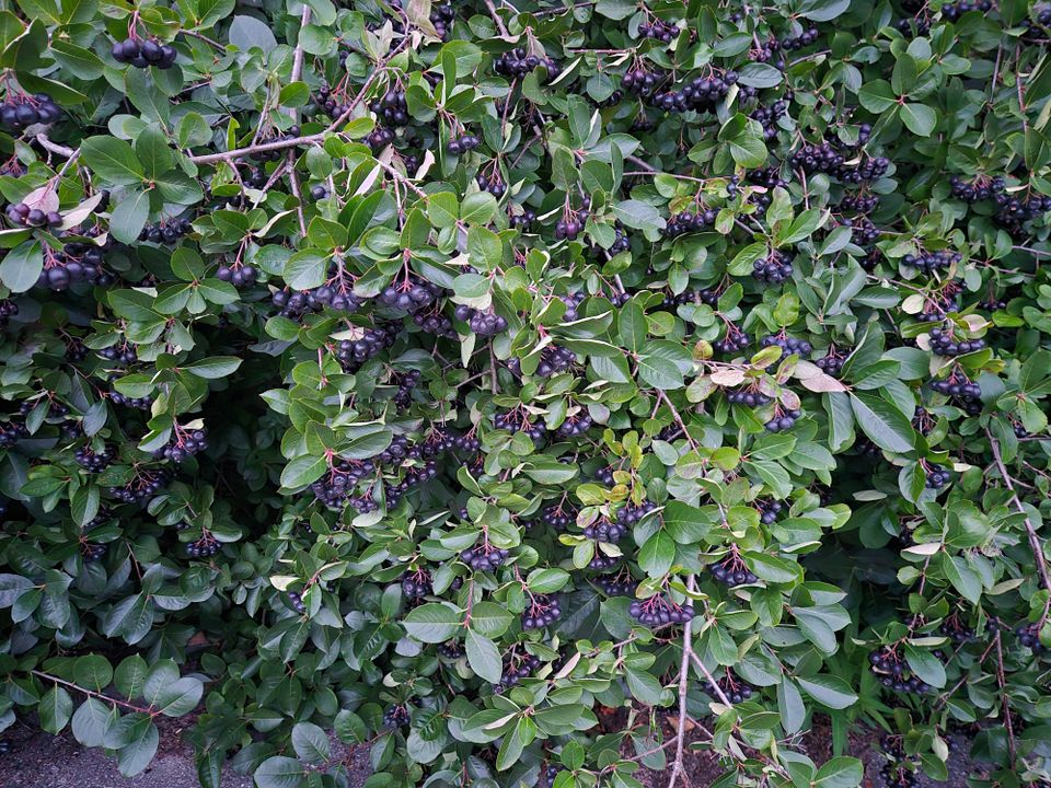 Aronia marjat