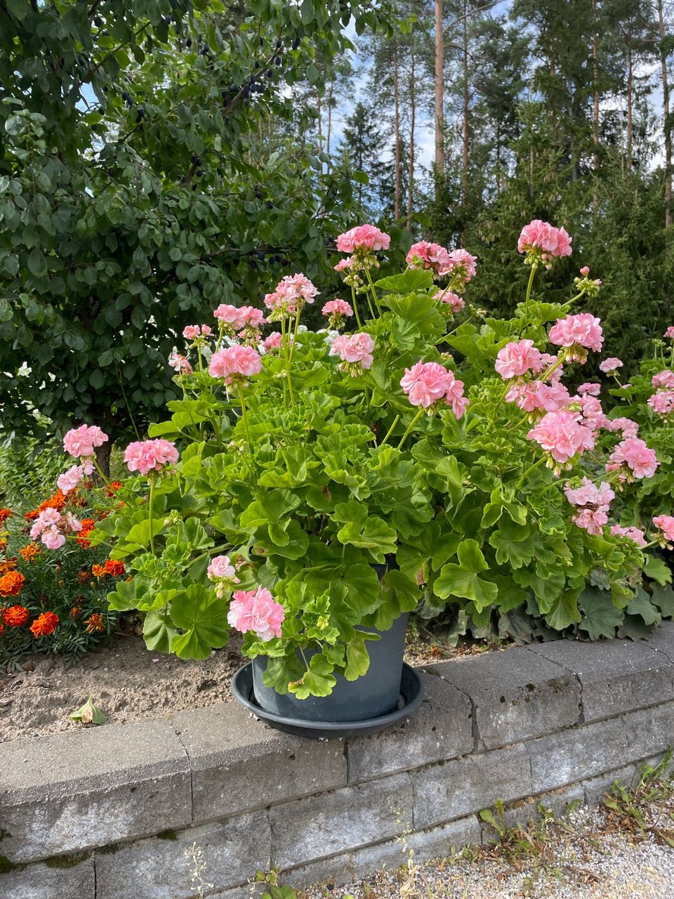 Mårbacka iso pelargonia