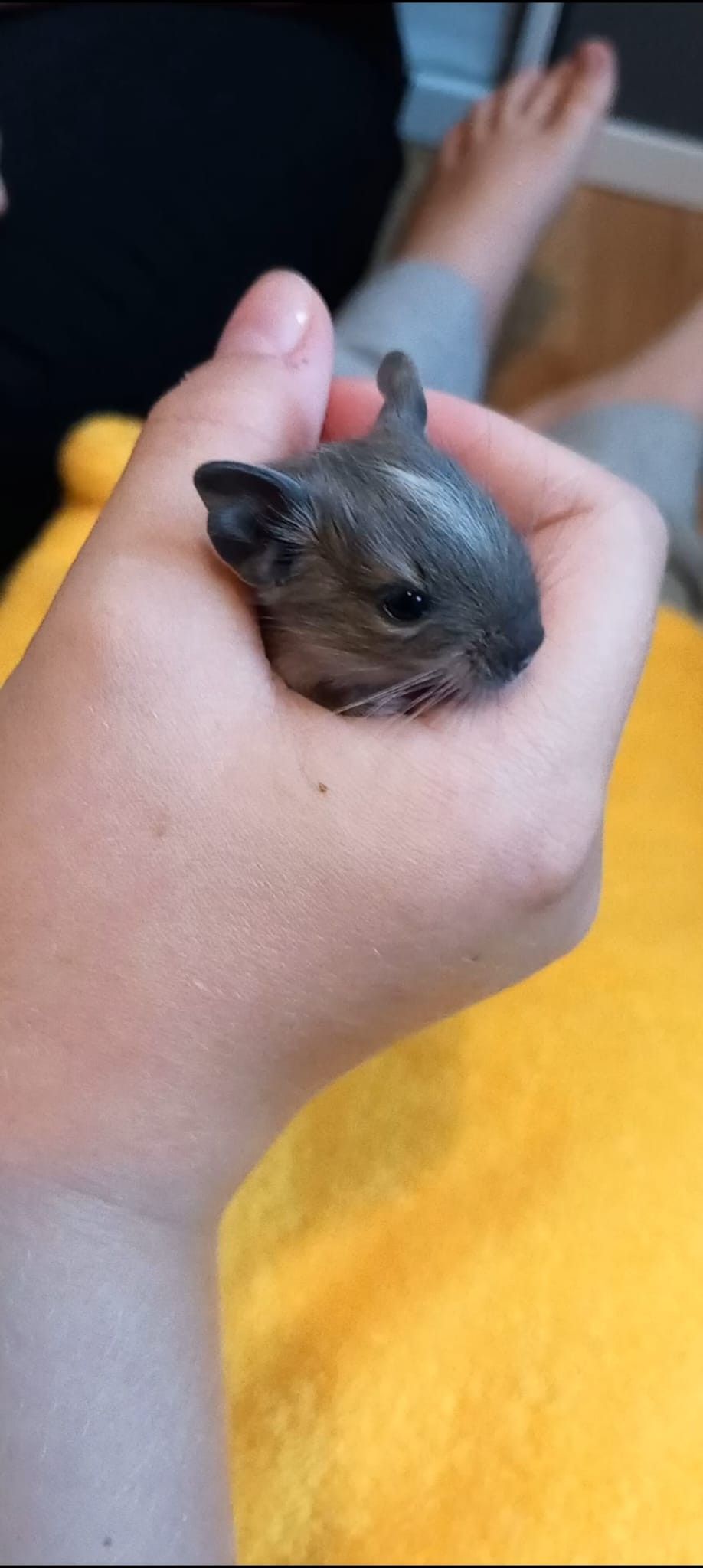 Degu uroksia