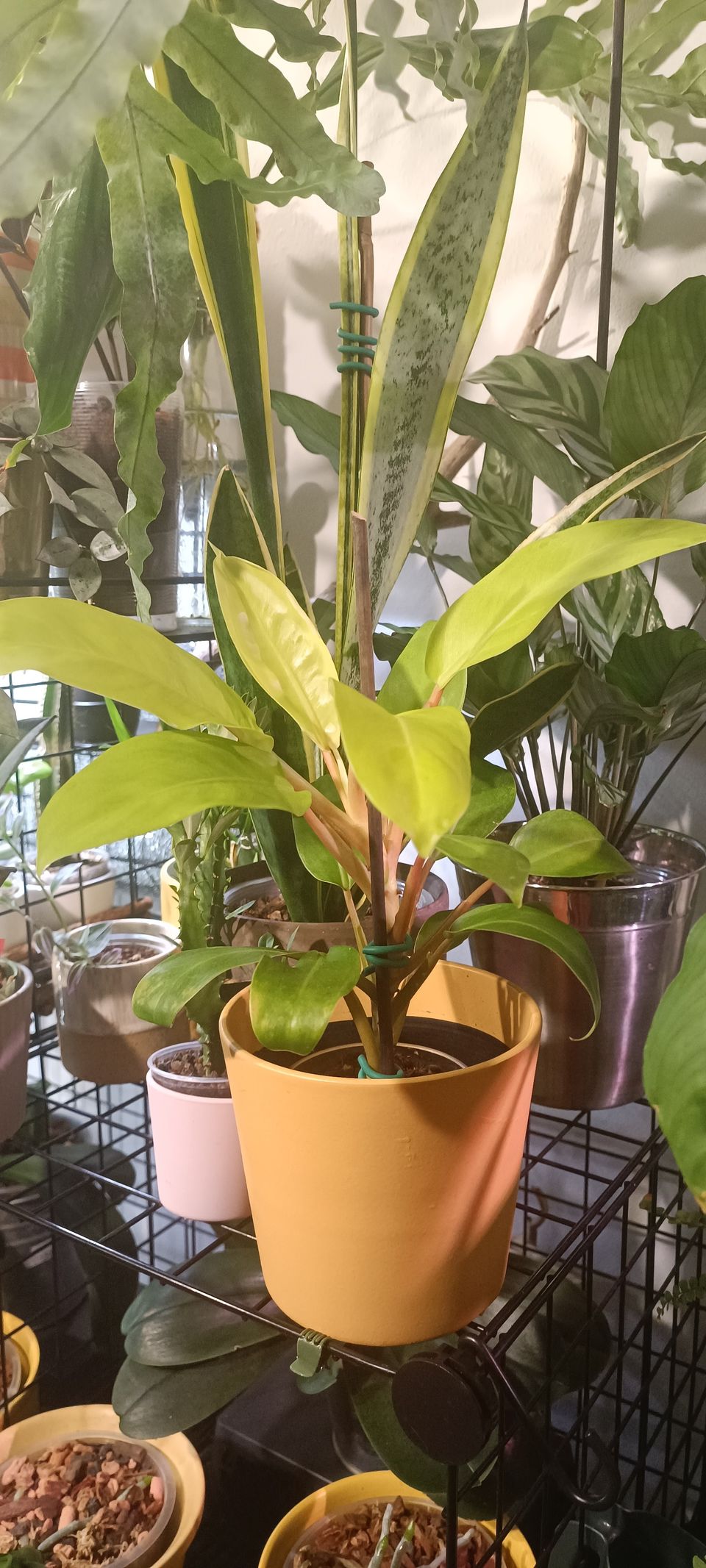 Philodendron malay gold