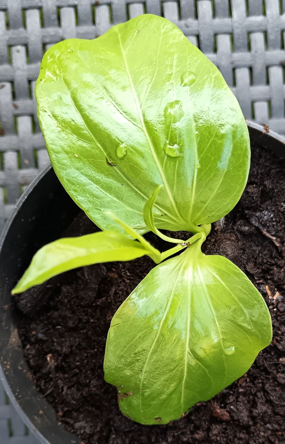 Apinanleipäpuu Baobab taimi,