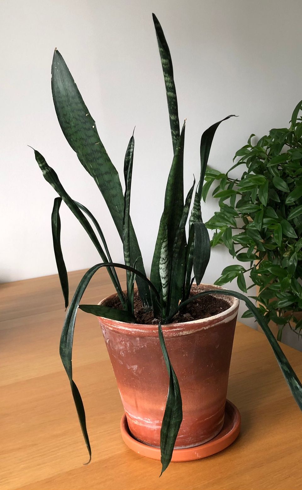 Dracaena trifasciata