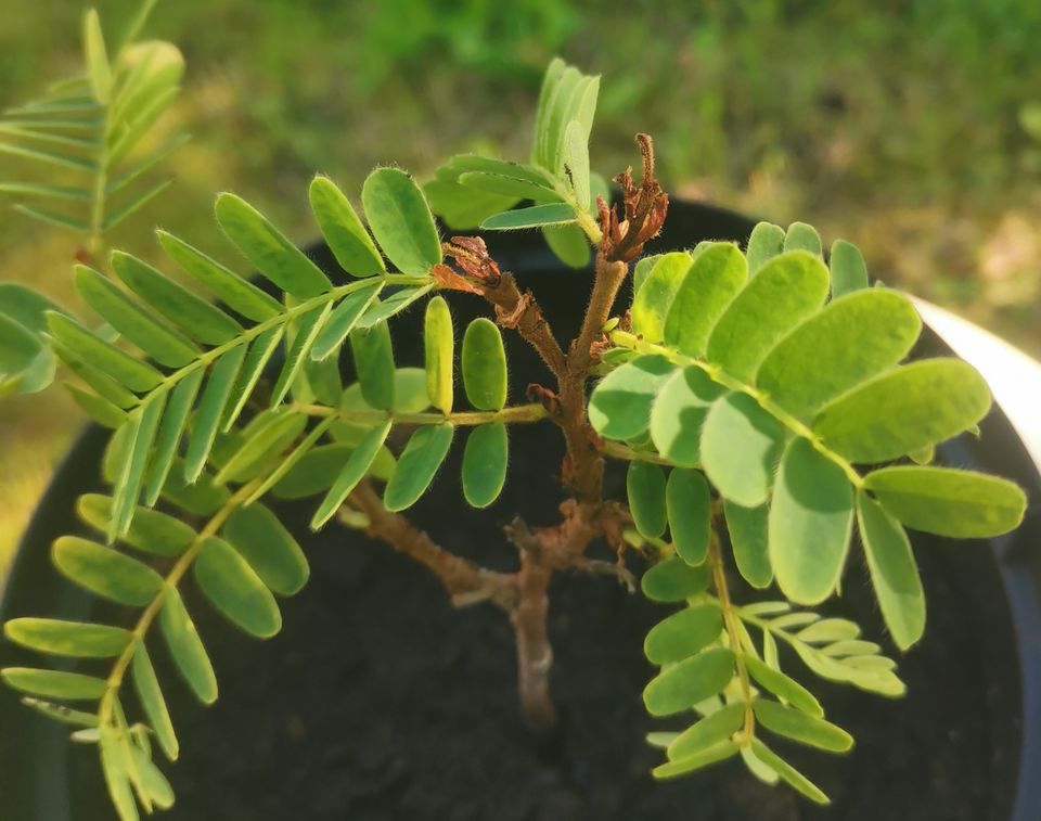 Tamarindipuu taimi, 10cm