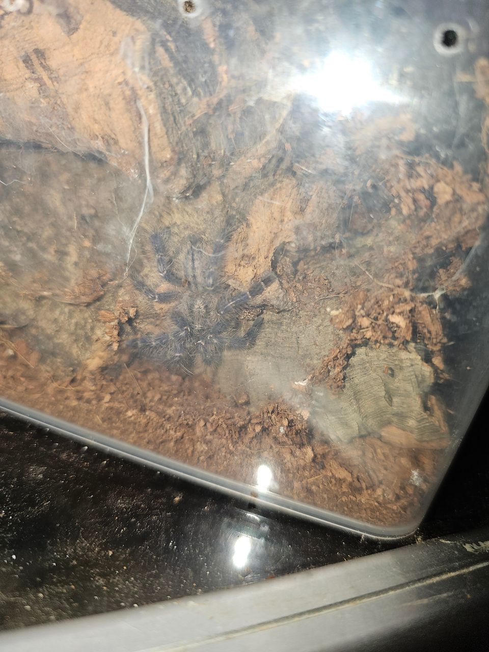 Poecilotheria metallica