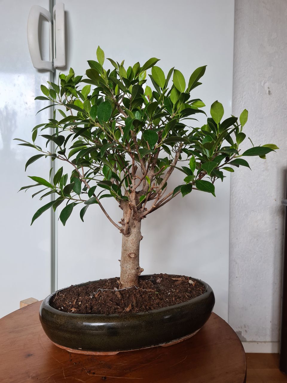 Varjoviikuna bonsai