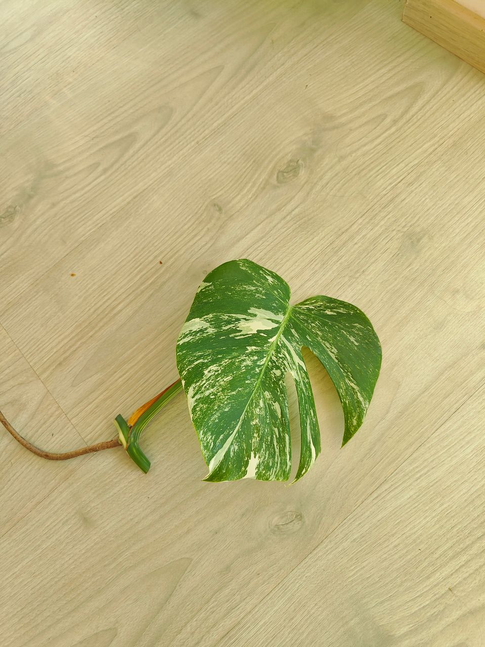 Monstera Variegata runkopistokas 5