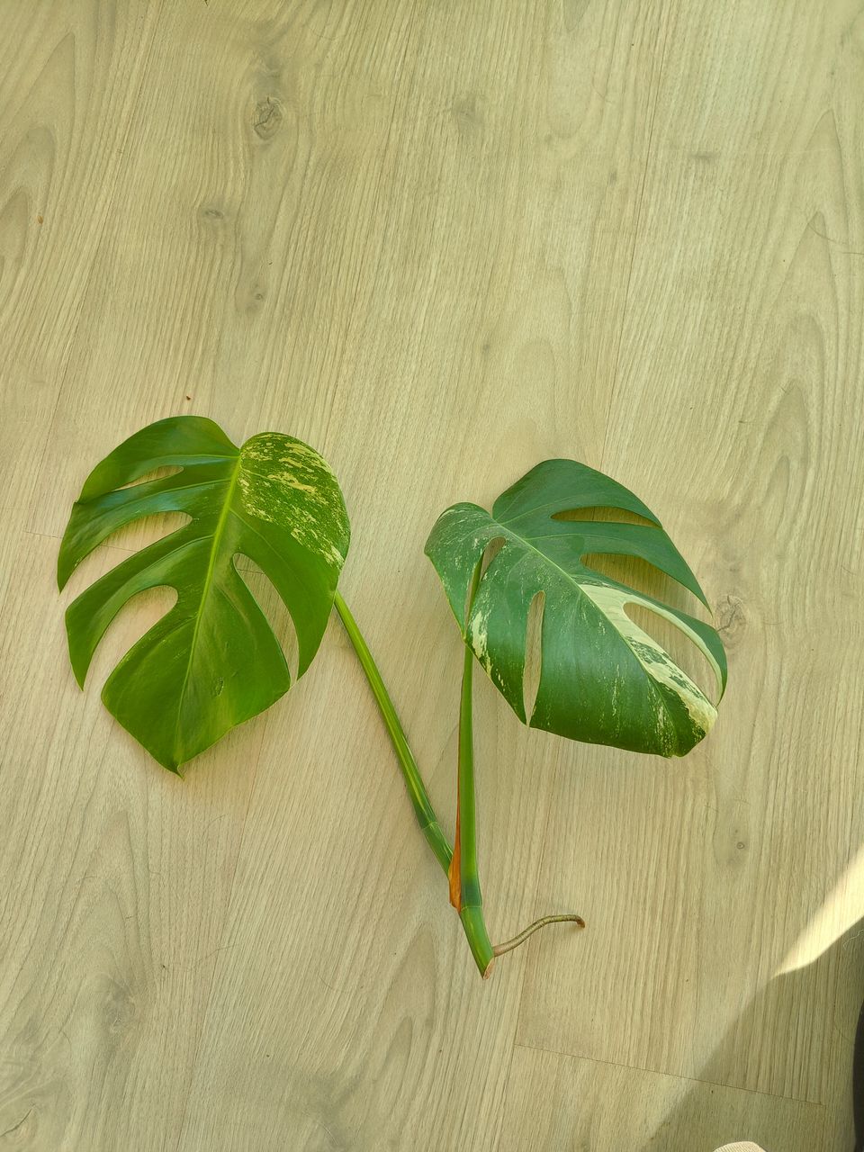 Monstera Variegata latvapistokas 3