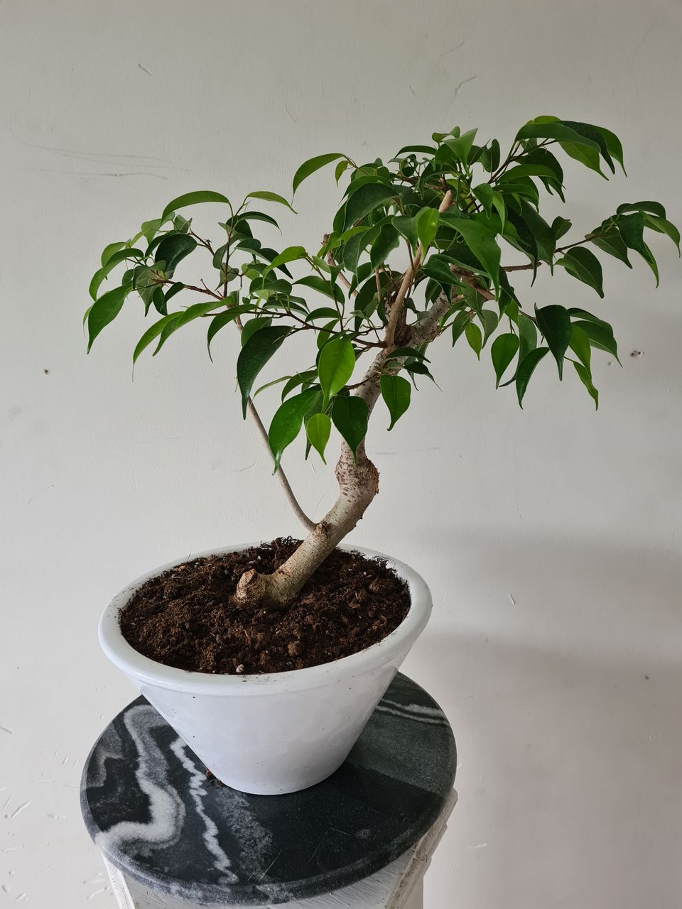 Limoviikuna bonsai