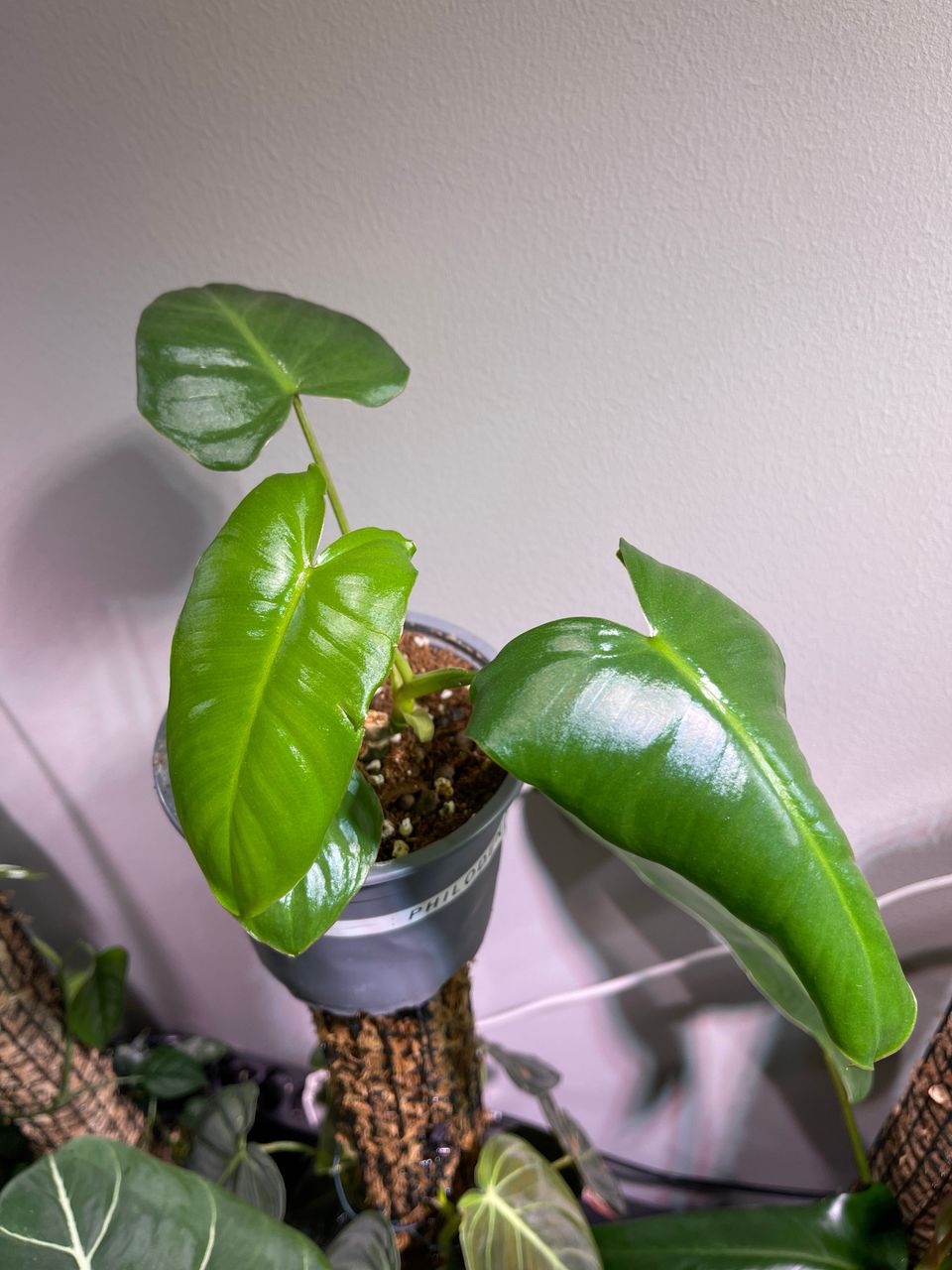 Philodendron burle marx albo variegata