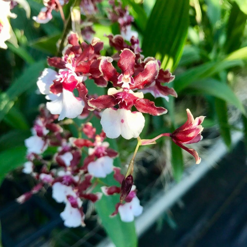 Orkidea oncidium sweet fragrance