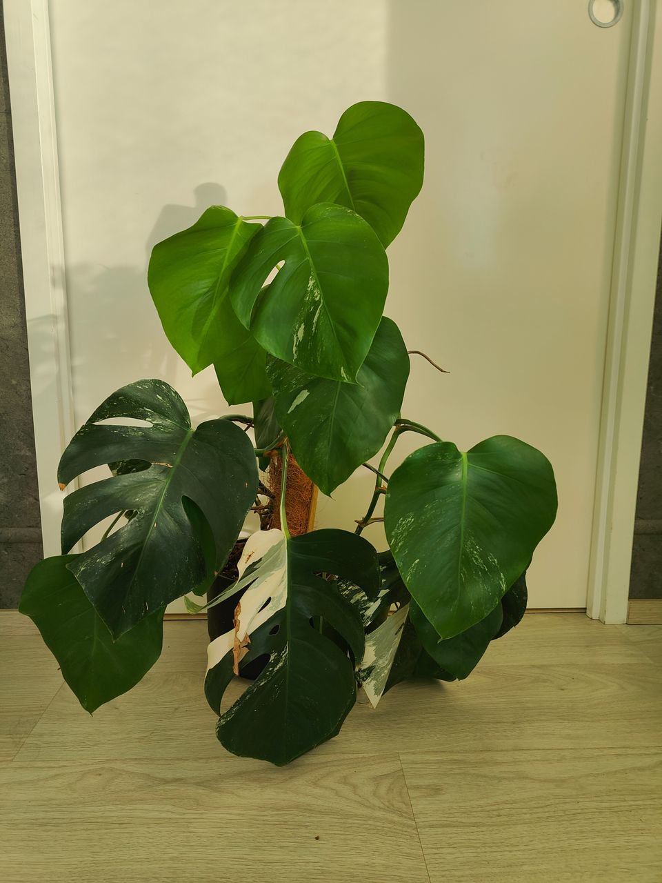 Monstera Variegata kasvi 3