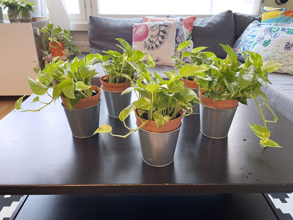 11 x Kultaköynnöstä ruukuissa (alennus) | 11 x Pothos plants in pots (discount)