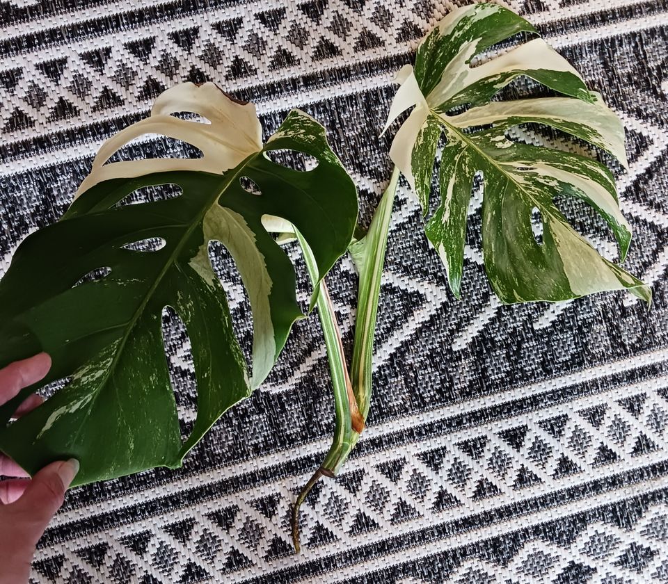 Monstera variegata