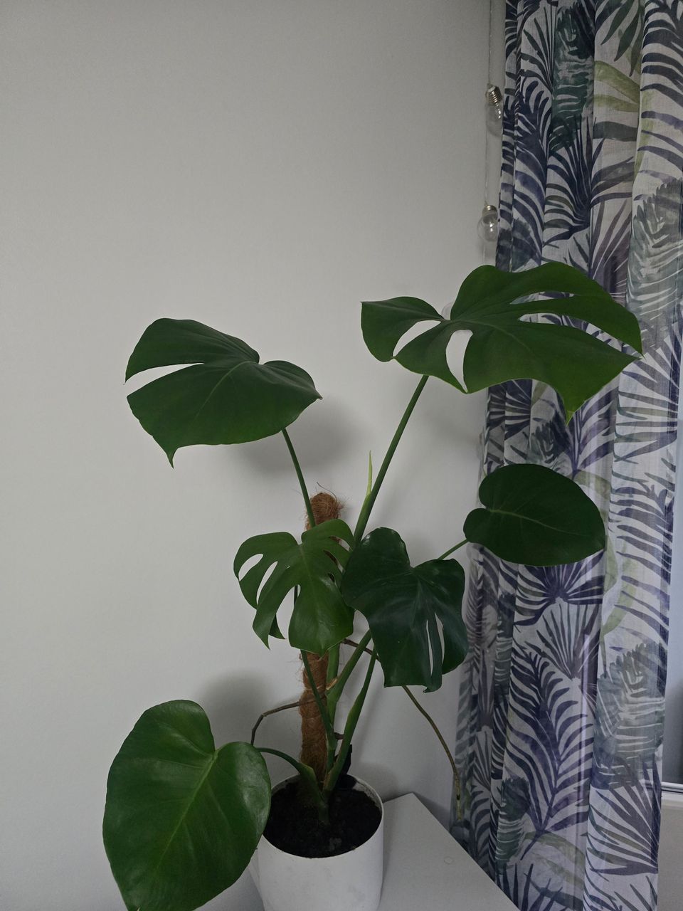 Monstera / Peikonlehdet