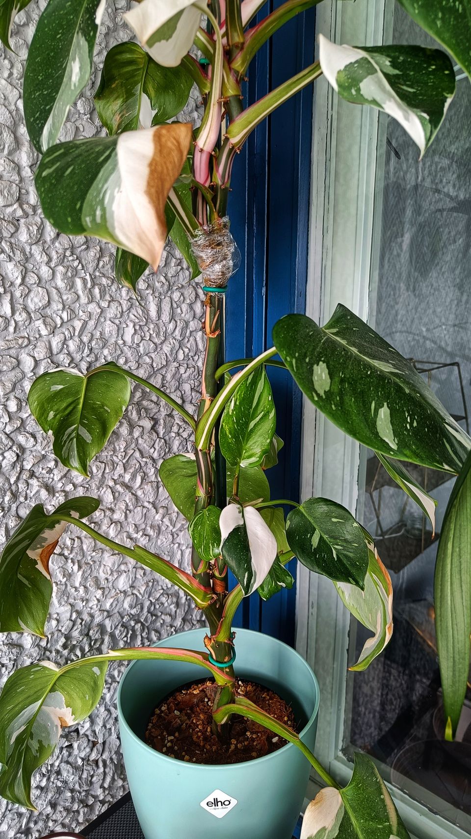 Philodendron white princess