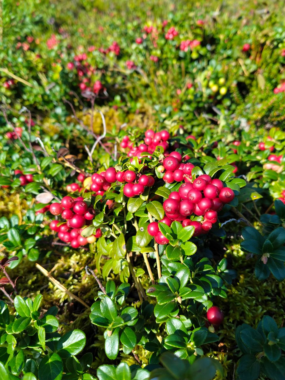 Myydään Hailuodon puolukkaa