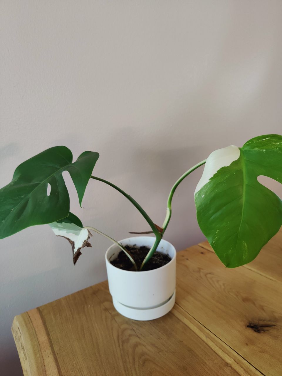 Monstera variegata