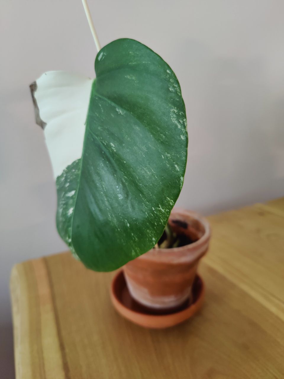 Monstera variegata