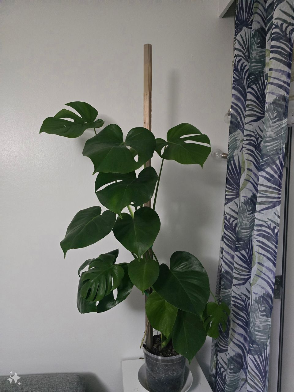 Monstera