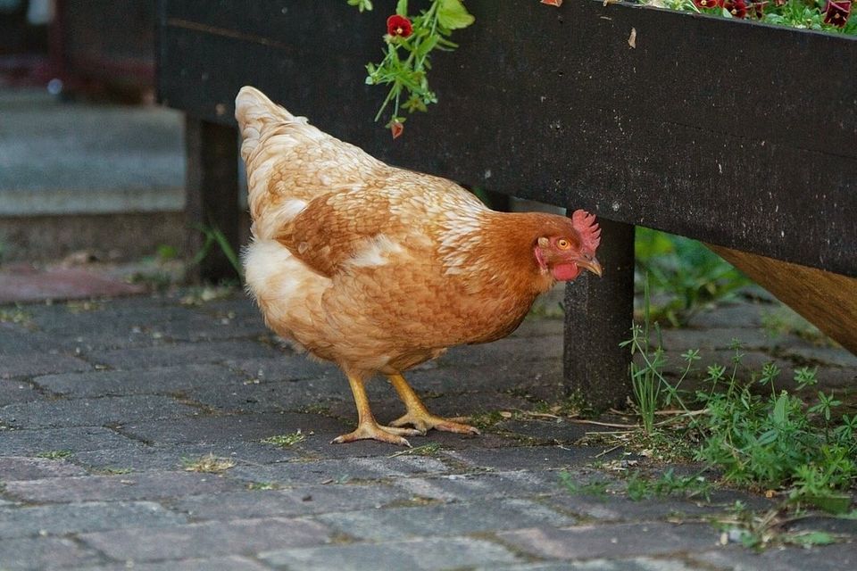 3 ruskeaa ja 2 valkoista kilttiä kanaa