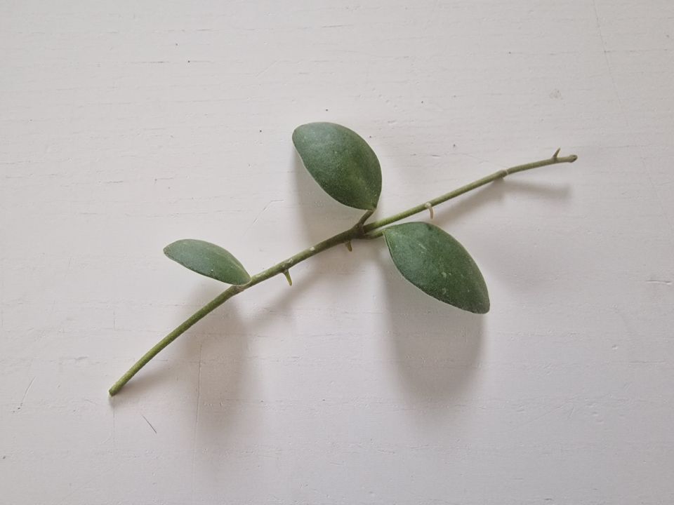 Hoya Nummularioides