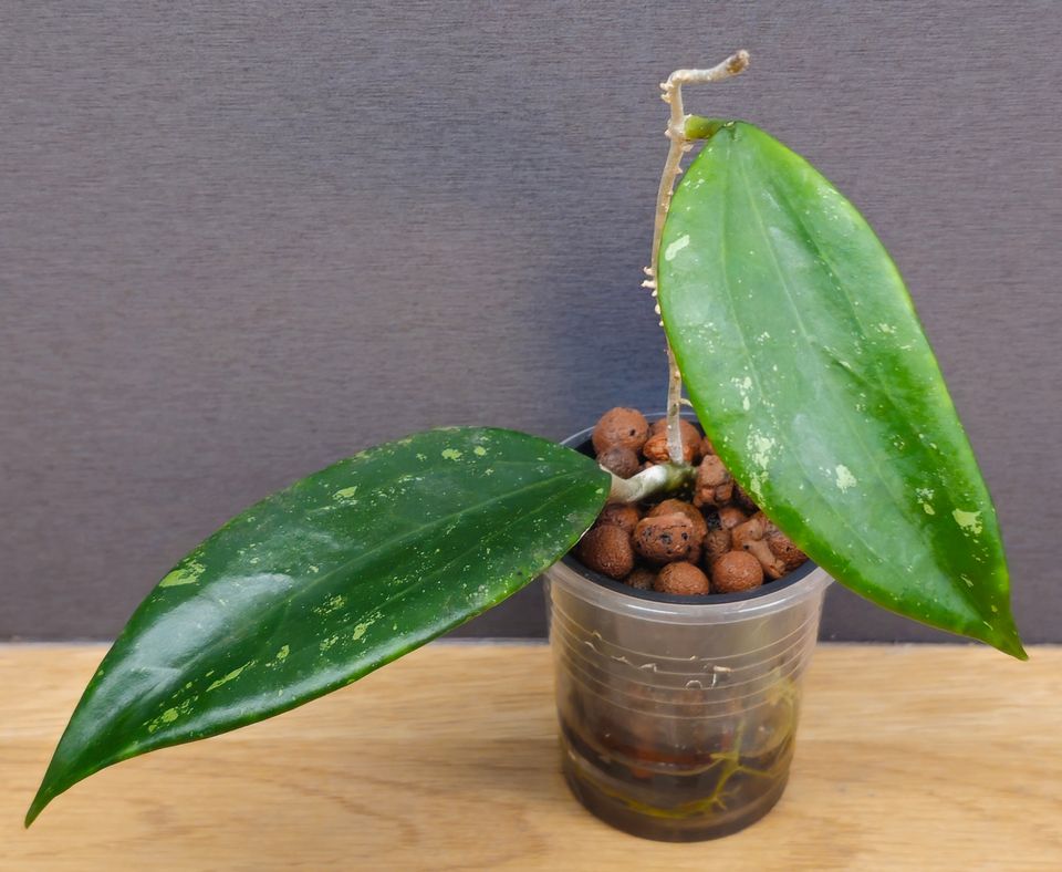 Hoya Diversifolia ssp. Crassipes