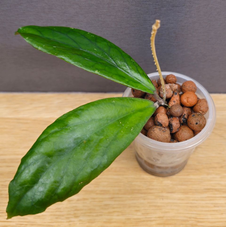 Hoya Vitellinoides