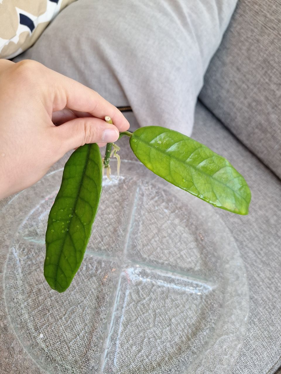 Hoya globulosa