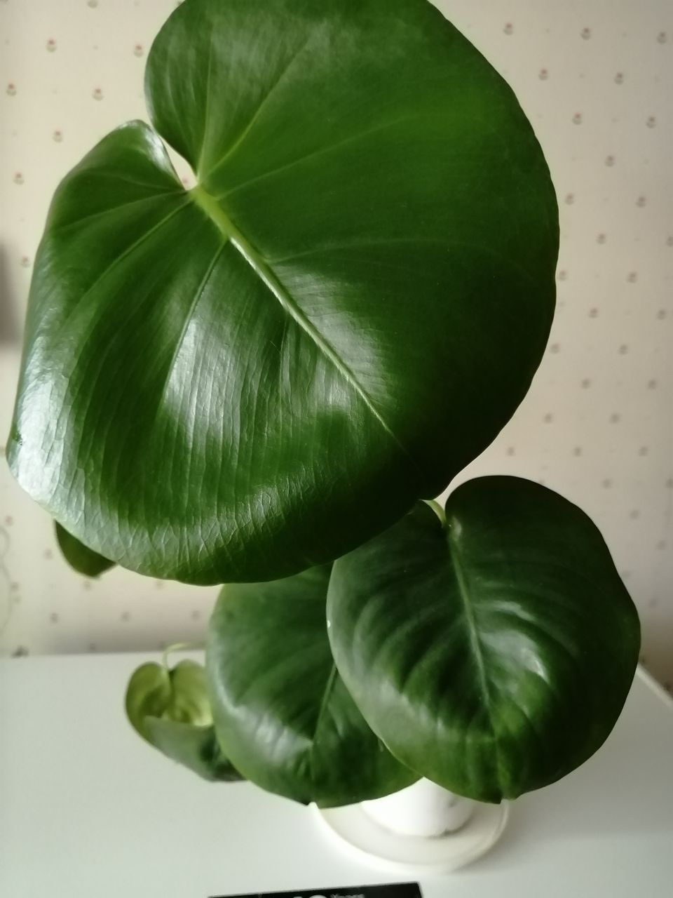 Kaunis alocasia