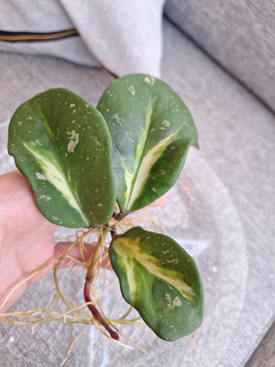 hoya obovata variegata / posliinikukka